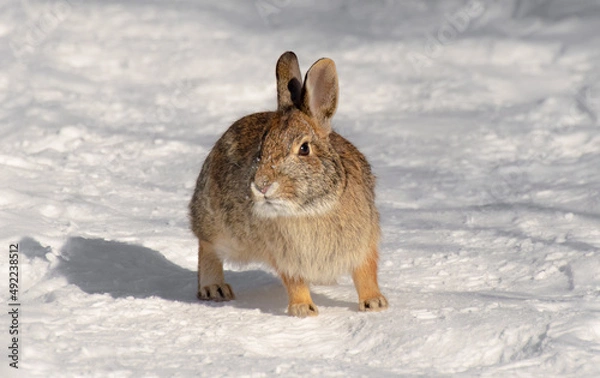 Obraz cottontail rabbit
