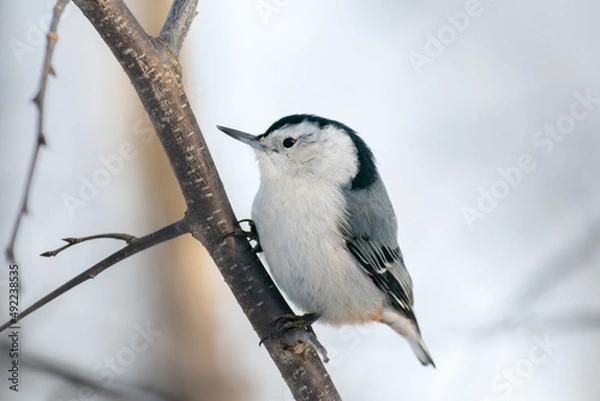 Obraz nuthatch