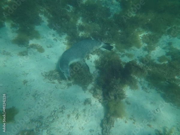 Obraz fish in aquarium