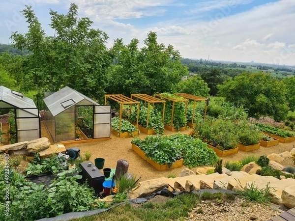 Obraz ogród warzywny 