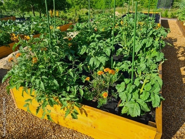 Obraz ogród warzywny 