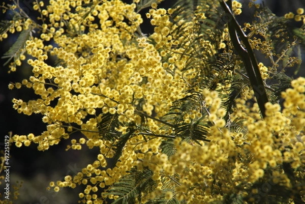 Obraz Fleurs de mimosa # 23