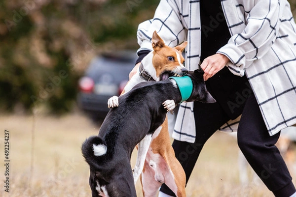 Obraz Basenji dogs fighting for bait in a field