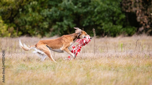 Obraz Saluki greyhound dog chasing bait in a field
