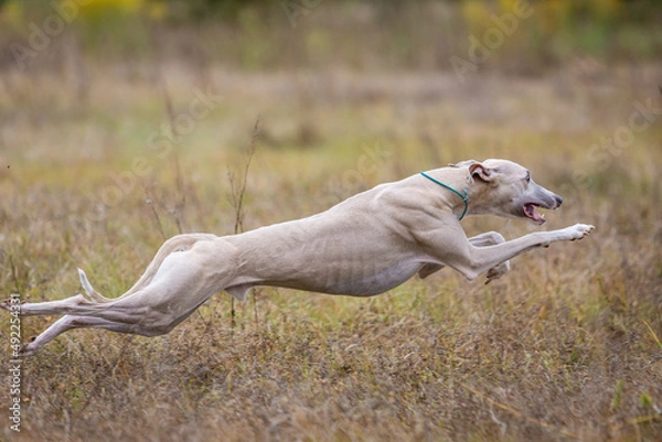 Obraz Whippet dog running. Coursing training