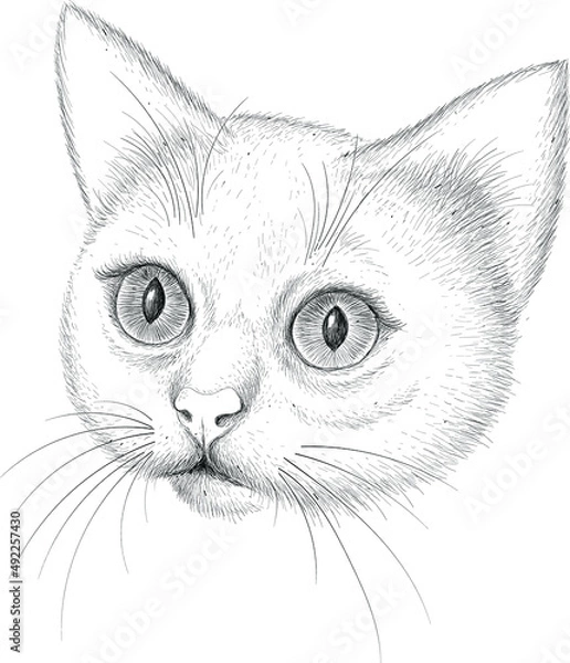 Fototapeta Cat vector art illustration T-shirt apparel tattoo design or outwear.  Cute print style kitten background. This hand drawing would be nice to make on the black fabric or canvas.