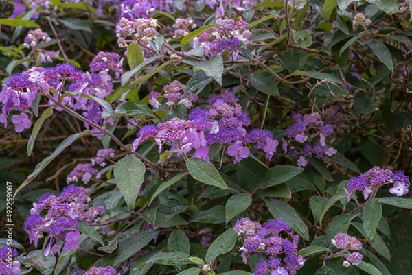 Obraz Hydrangea villosa