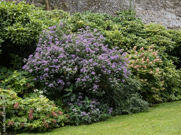 Obraz Hydrangea villosa