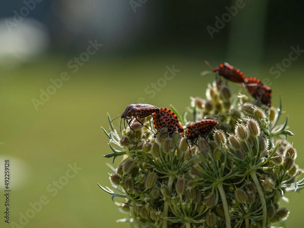 Obraz Punaise arlequin, graphosome d'Italie