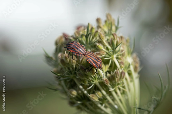 Obraz Punaise arlequin, graphosome d'Italie