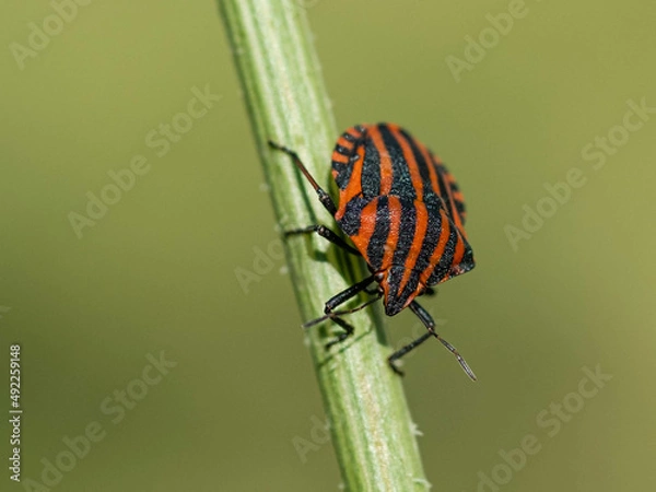 Obraz Punaise arlequin, graphosome d'Italie