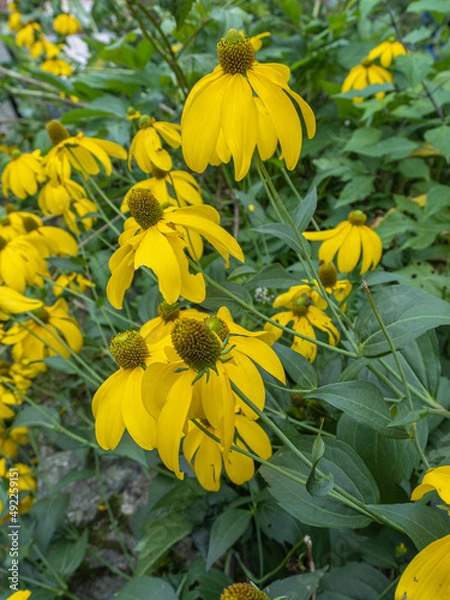Obraz Rudbeckia nitida 'Herbstsonne'
