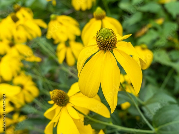 Obraz Rudbeckia nitida 'Herbstsonne'
