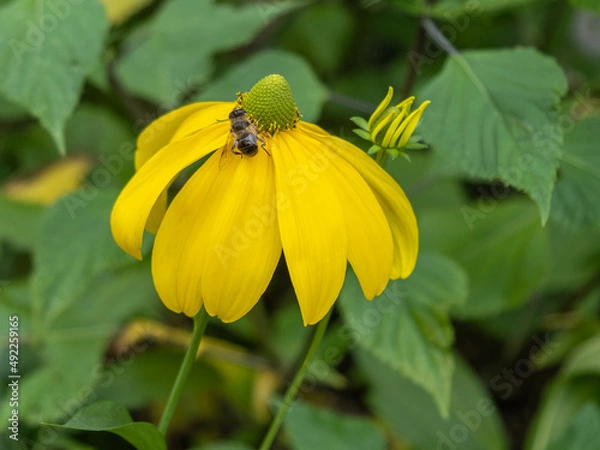 Obraz Rudbeckia nitida 'Herbstsonne'