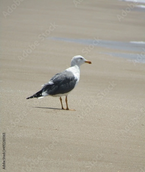 Fototapeta sea gull watching the waves