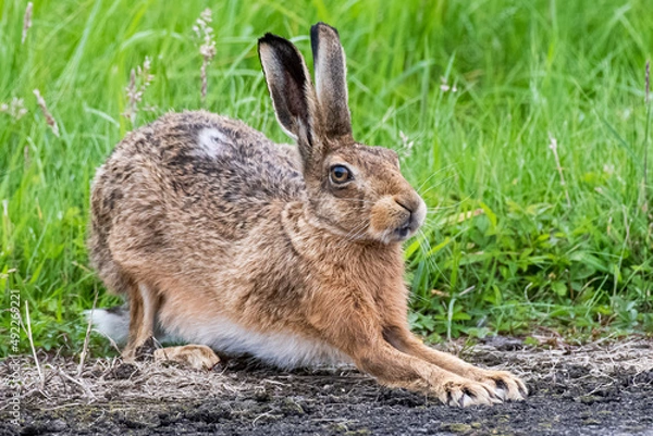 Fototapeta Brown Hare 