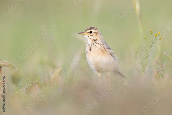 Fototapeta The African pipit (Anthus cinnamomeus) foraging in a meadow in the evening light.