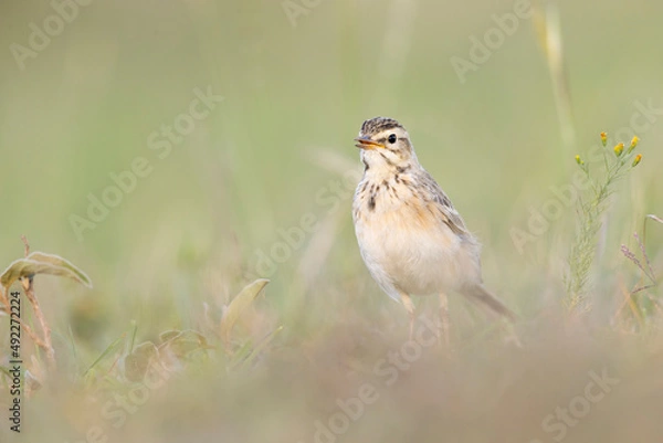 Fototapeta The African pipit (Anthus cinnamomeus) foraging in a meadow in the evening light.