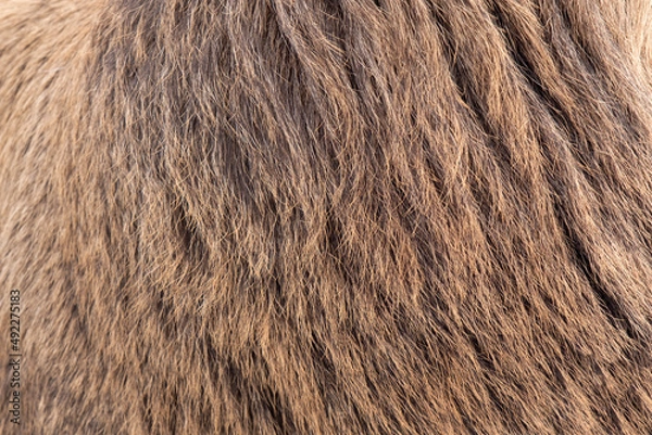 Fototapeta Nature animal body patterns close-up. Redhead brown fur background, fur pile texture. Real deer skin. Selective focus. Copy space.