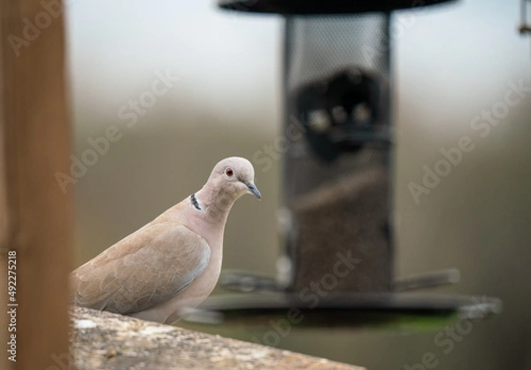 Fototapeta close up of a collared dove (Streptopelia Decaocto) with a defocused bird feeder in the background