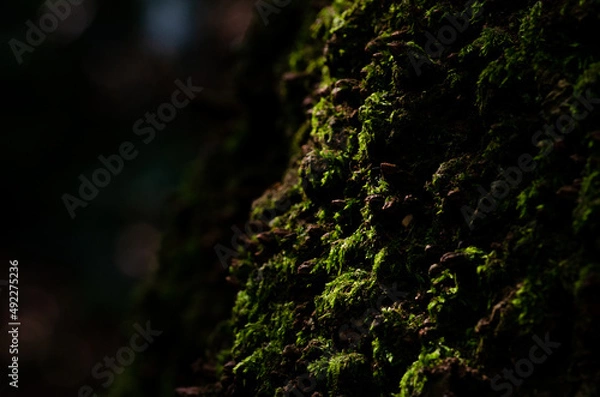 Fototapeta moss on tree