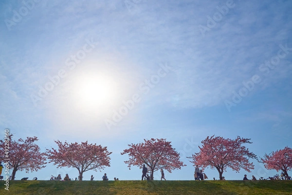 Fototapeta 江戸川土手の桜並木　市川市