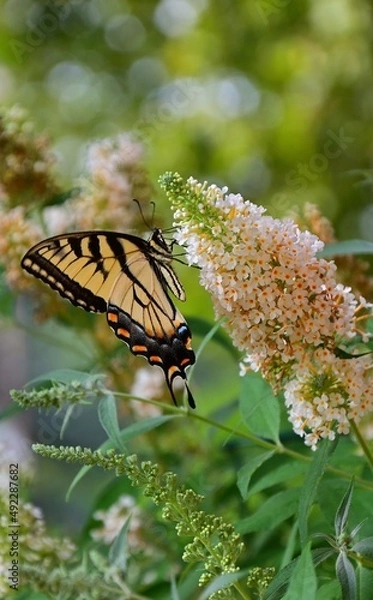 Obraz butterfly on a flower