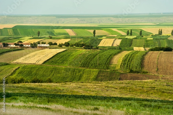 Obraz Cultivated green fields at summer