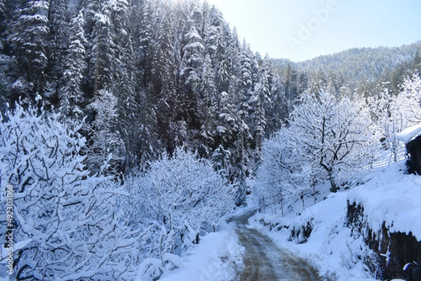 Obraz snow covered trees