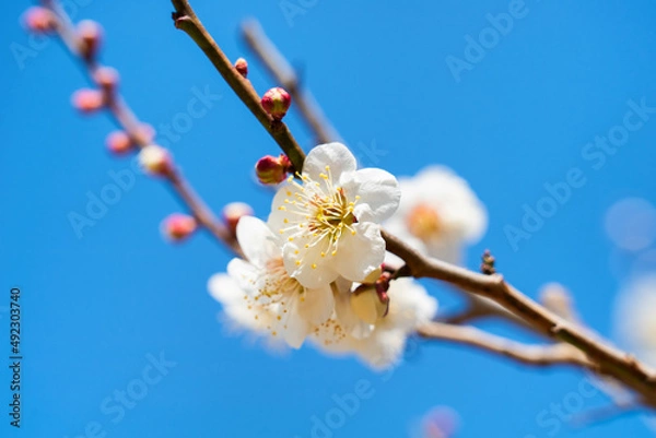 Obraz 青空をバックに、満開の白い花を咲かせる梅の花