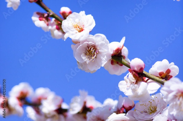 Obraz 青空を背景に咲く、房になった梅の花