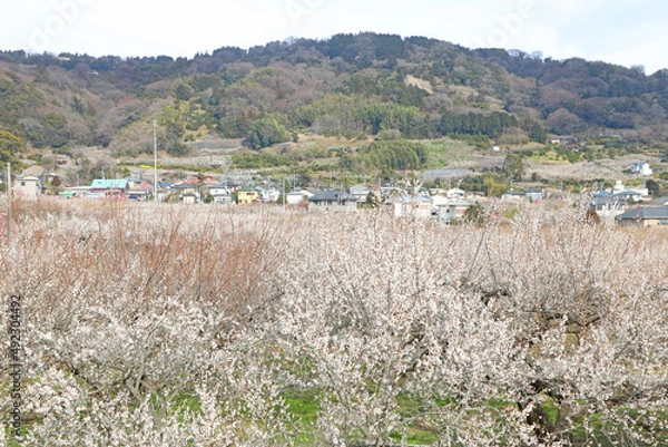 Fototapeta 曽我梅林　梅