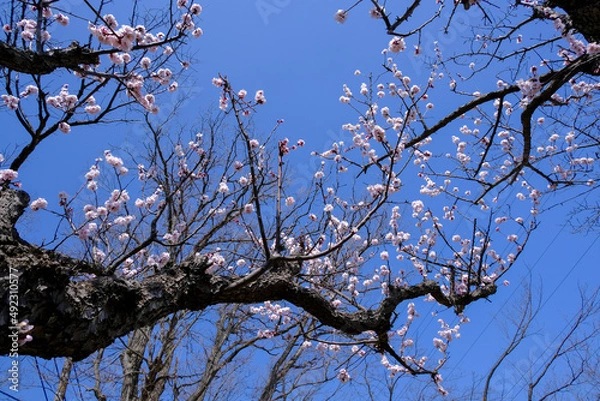 Fototapeta 淡いピンクの梅の花と青い空