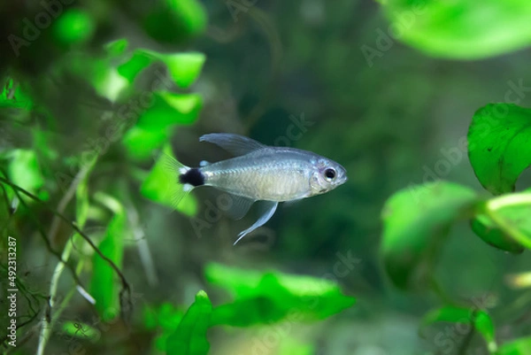 Obraz Reed Tetra - Hyphessobrycon elachys