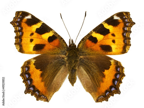 Obraz Aglais urticae