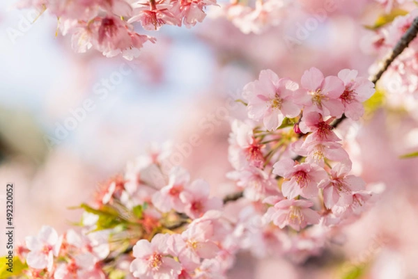 Fototapeta 河津桜　満開