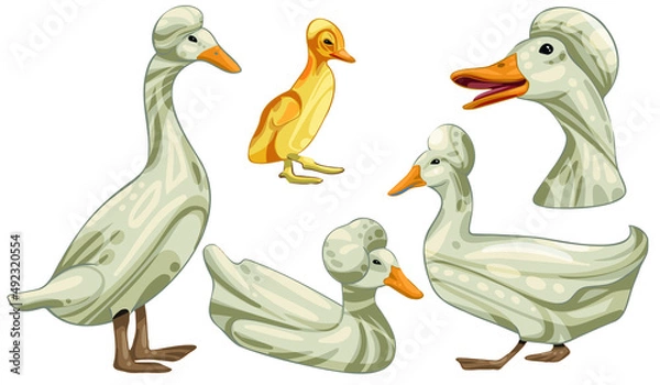 Fototapeta A set of hand-drawn ducks. Breed of Crested duck