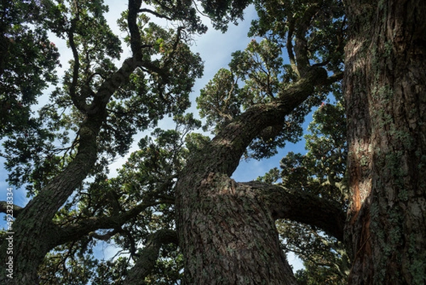 Fototapeta Low angle view of huge Pohutukawa trees against a blue sky