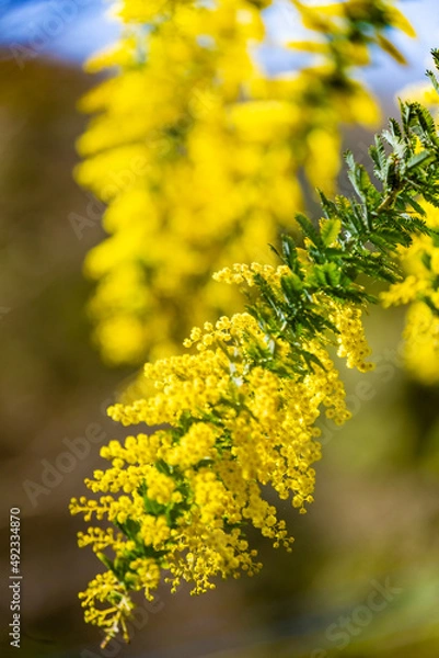 Fototapeta ミモザの花