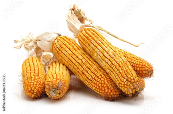 Fototapeta grain corn closeup on a white background
