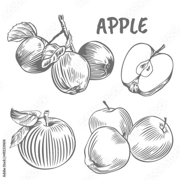 Fototapeta Set with apples and leaves. Vector illustrations with whole and sliced fruits. Typographic printing for packaging
