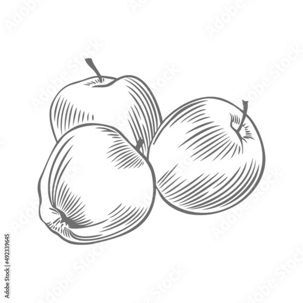 Fototapeta Apples. Monochrome isolated pattern on a white background.