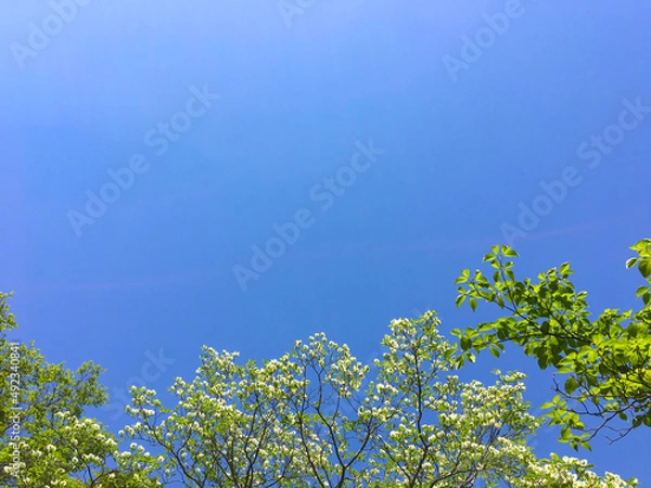 Fototapeta 青空とハナミズキ