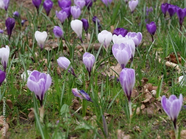 Obraz crocus 