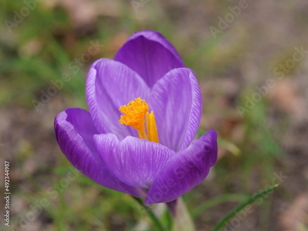 Obraz crocus violette