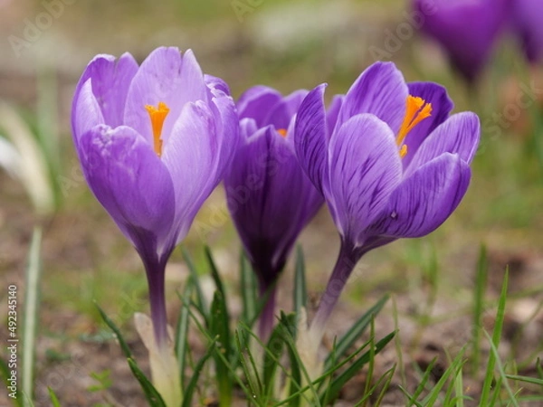Obraz crocus violette