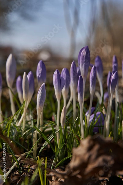 Obraz late winter 21/22