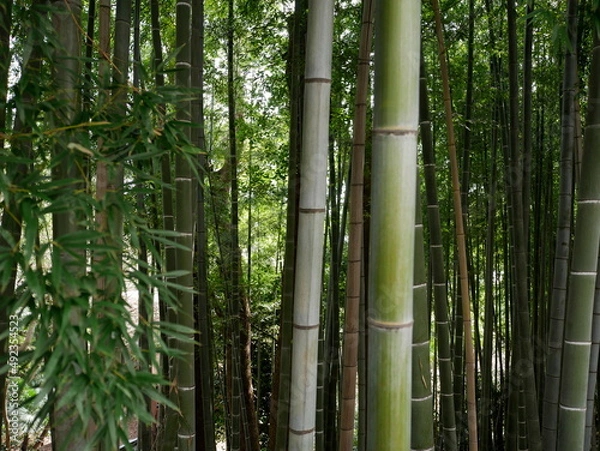 Obraz たくさんの竹