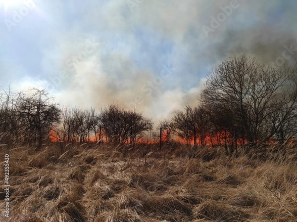 Obraz fire in the forest