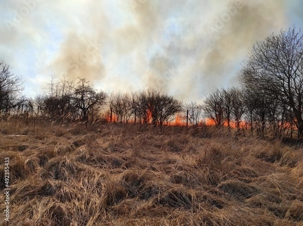 Obraz fire in the forest